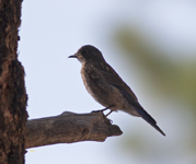 Western Bluebird 2325